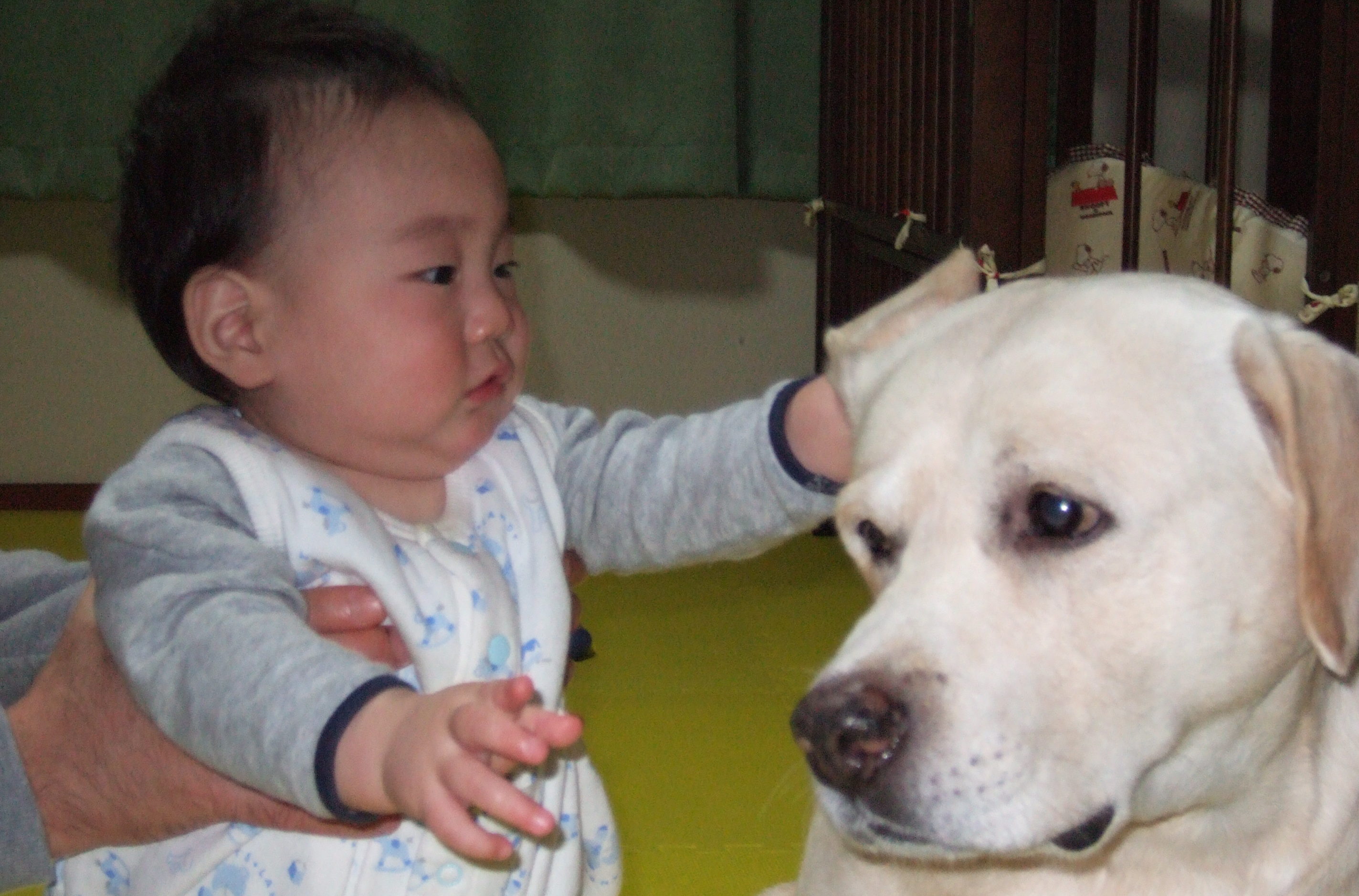 赤ちゃんと犬の生活！不安を解消する方法とは