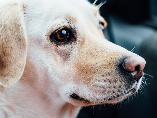 ラブラドールレトリバー子犬のしつけはいつから?成功のコツとNG行動まとめ