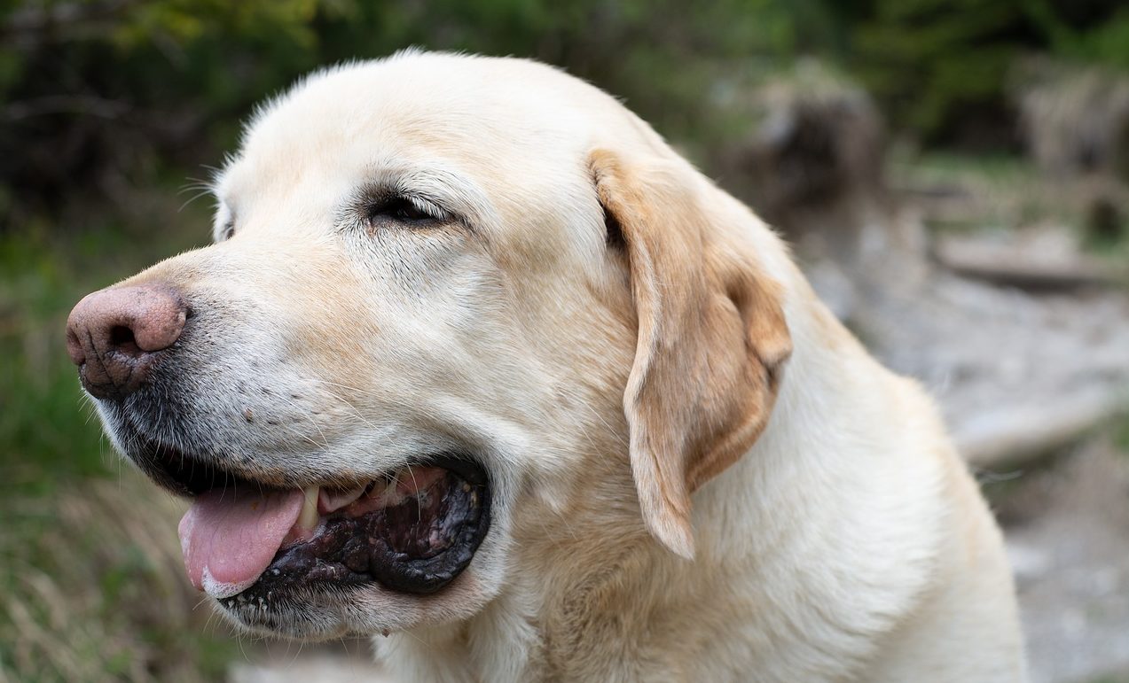芸能人が飼っている犬の名前まとめ！話題の愛犬たちを一覧紹介