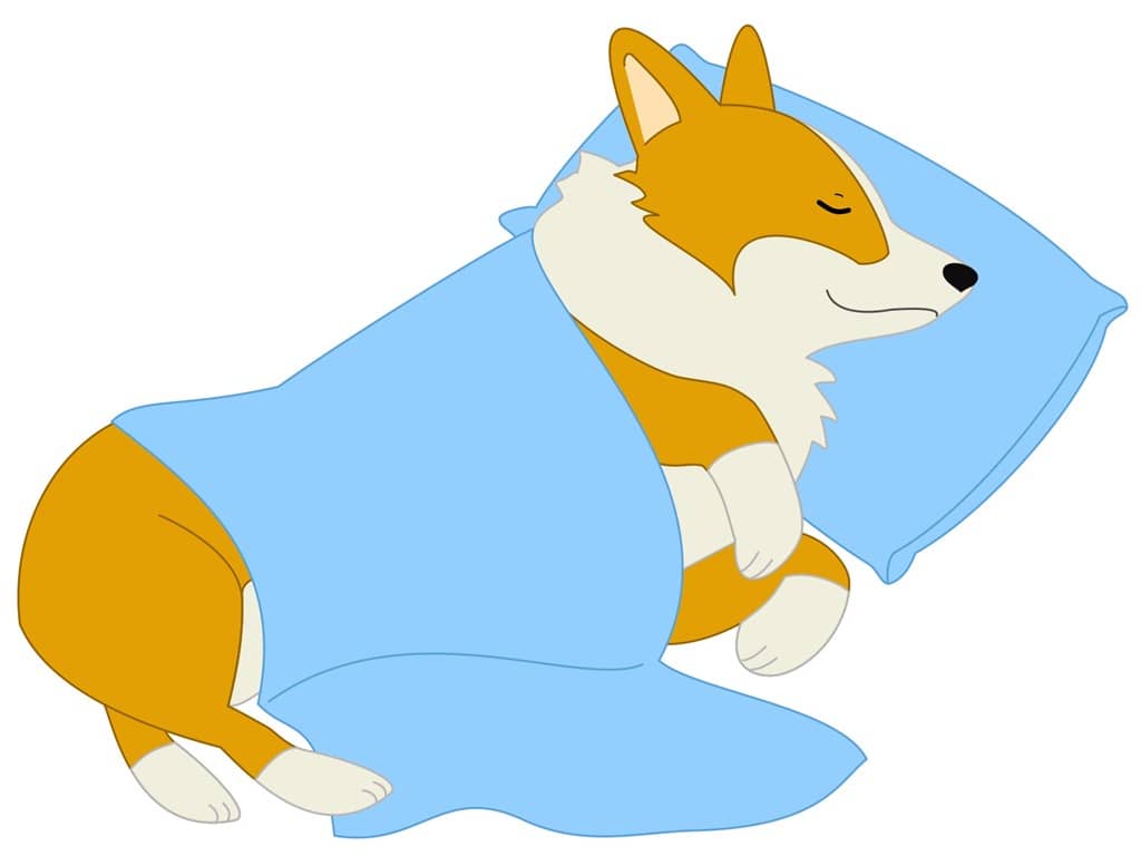 せっかくなら室内で犬を放し飼いにするのが良いのか？