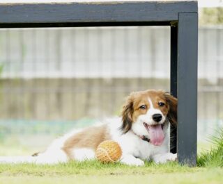 コーイケルホンディエに似てる犬種が、知りたい！