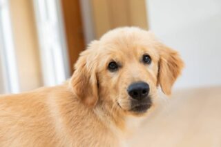 愛犬もできる！自宅で簡単筋トレ法15選
