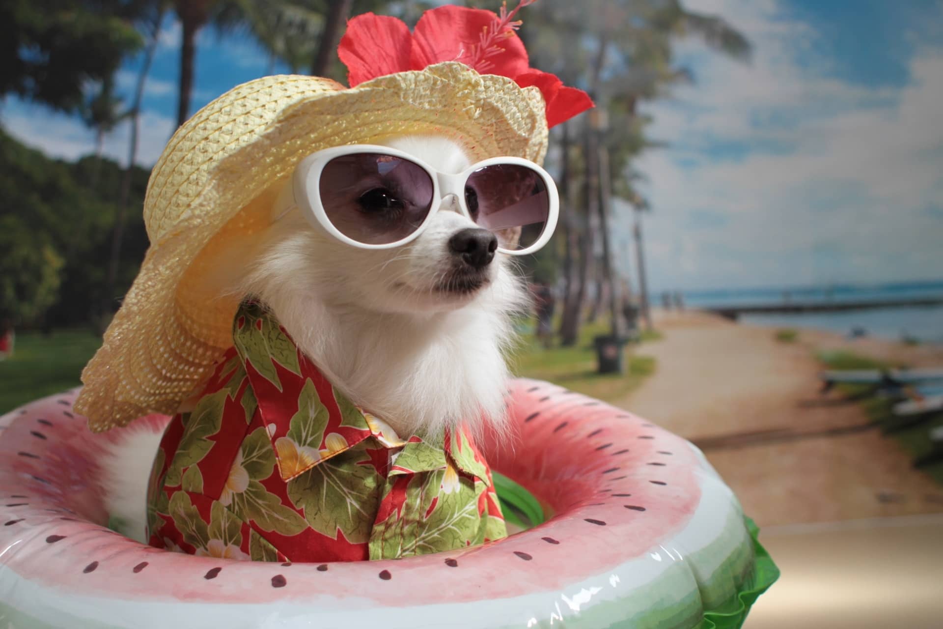 夏コーデで撮影される犬