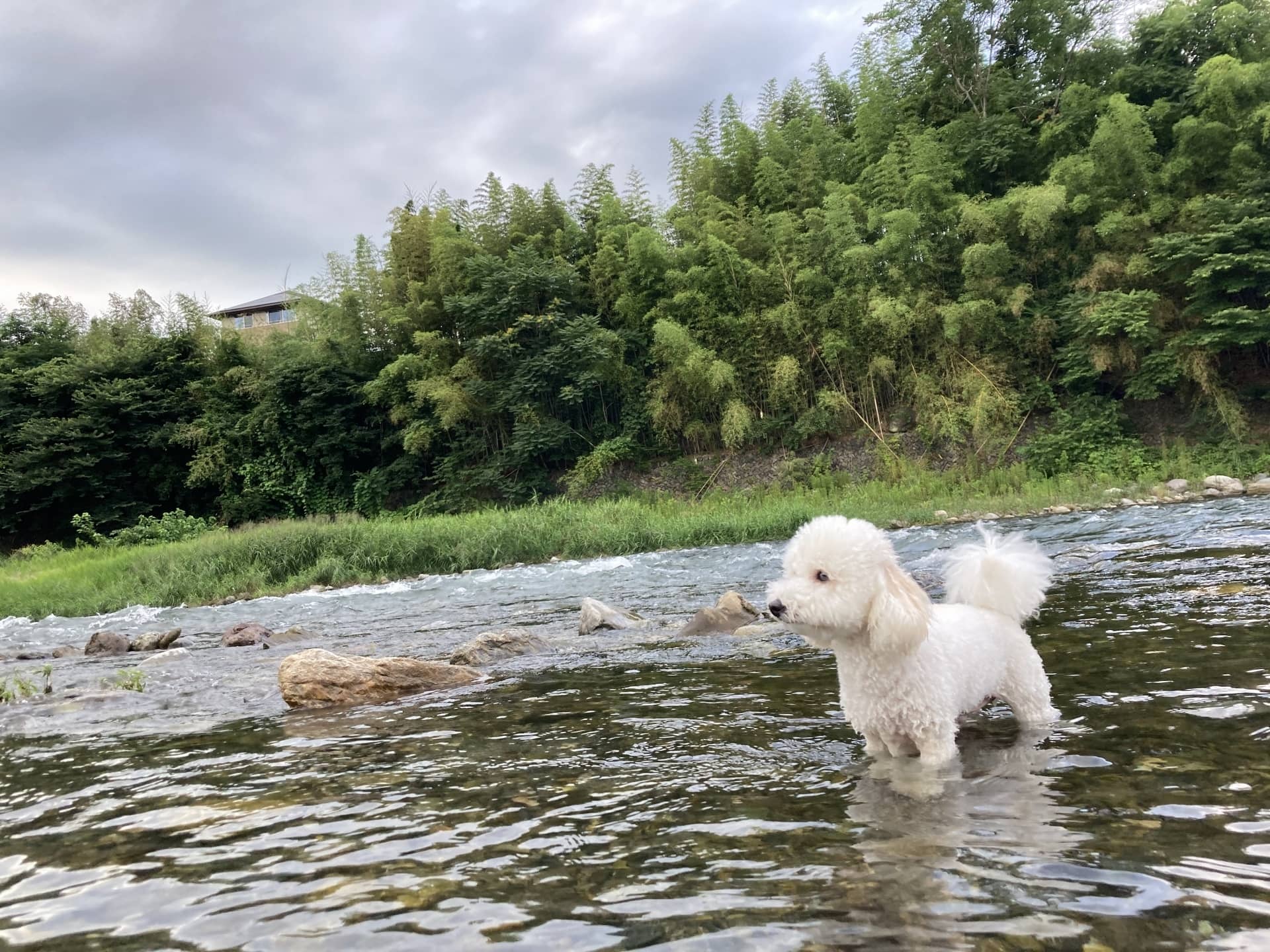 川辺で遊ぶ犬