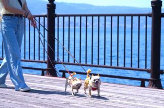 犬と楽しむ関東の夏イベント＆避暑地特集