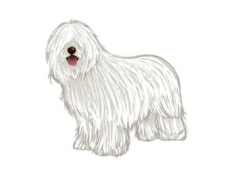 「モップみたいな犬」の不思議な世界に迫る！