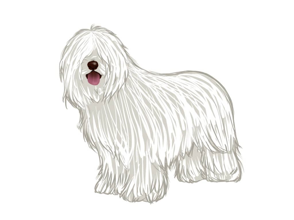 「モップみたいな犬」の不思議な世界に迫る！