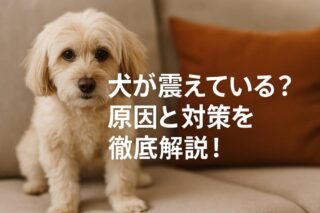 犬が震えている？原因と対策を徹底解説！
