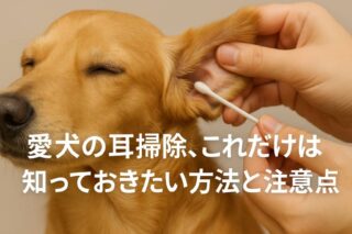 愛犬の耳掃除、これだけは知っておきたい方法と注意点【体験談付き】