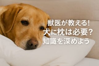 犬が噛む理由とは？愛情表現から誤認まで9つの真実