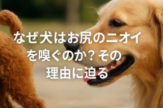 犬がテレビを見る理由とは？心理を紐解く5つのポイント
