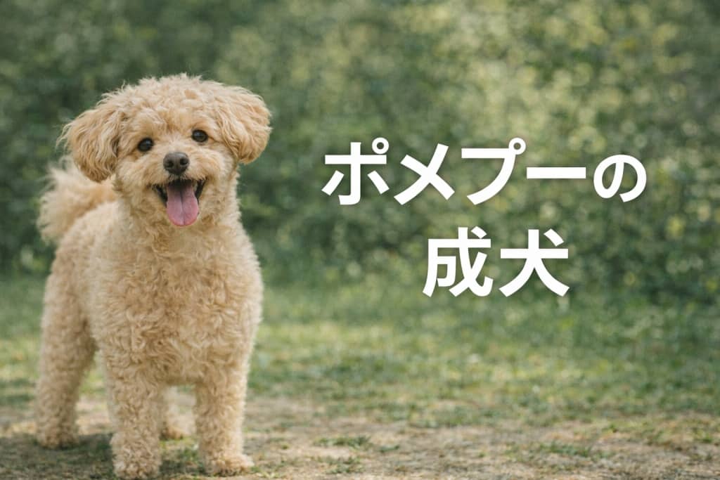 ポメプーの成犬は可愛くない?将来の大きさ・性格への不安が「楽しみ」に変わる飼い方ガイド