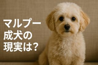 犬の震えは病気？獣医師が教える緊急度チェックリストと安心ガイド