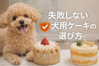 【獣医師監修】失敗しない犬用ケーキの選び方｜初めての記念日を最高にする安全チェックリスト