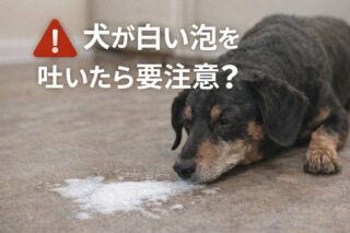 ポメプーの成犬は可愛くない？将来の大きさ・性格への不安が「楽しみ」に変わる飼い方ガイド