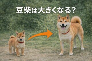 【豆柴は大きくなる？】購入前に必読！失敗しないための優良ブリーダーを見抜く7つの質問