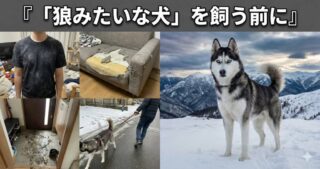 「狼みたいな犬」を飼う前に。法改正の壁と、家庭を守る「賢い選択肢」の話