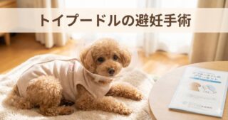 ポメ柴の成犬は「失敗」じゃない！後悔しないためのサイズ予測と性格の見極め方