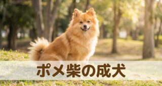 気管虚脱グレード2の愛犬を守る！手術なしで咳を減らす「3つの盾」と共存術