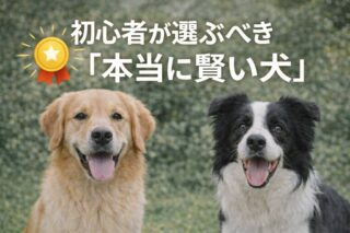 犬ににんじんは生でOK？トイプードル飼い主が知るべき安全な量と30秒調理法