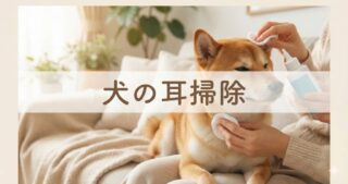 犬の足舐め、ストレスのせいじゃありません。薬に頼らず「腸と肌」から治す獣医師の知恵