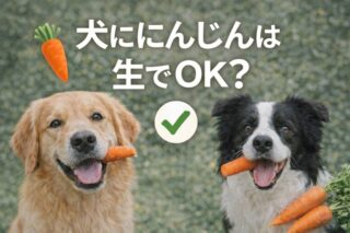 犬ににんじんは生でOK？トイプードル飼い主が知るべき安全な量と30秒調理法