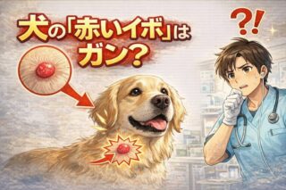 犬のくしゃみが止まらない！11歳ダックスの鼻水は「歯周病」のサインかも？