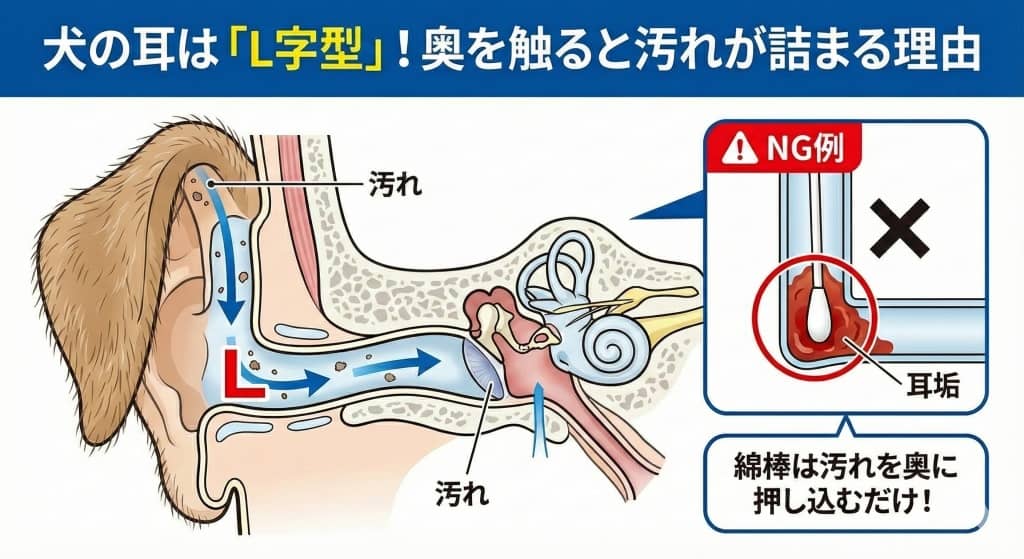犬の耳は「L字型」